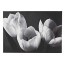  Noir Luxe Black and White Tulips Canvas. …