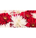 Red & White Chrysanthemum Flower Set of 3 Canvas Wall Art