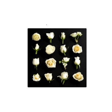 16 Cream Roses Canvas Wall Art